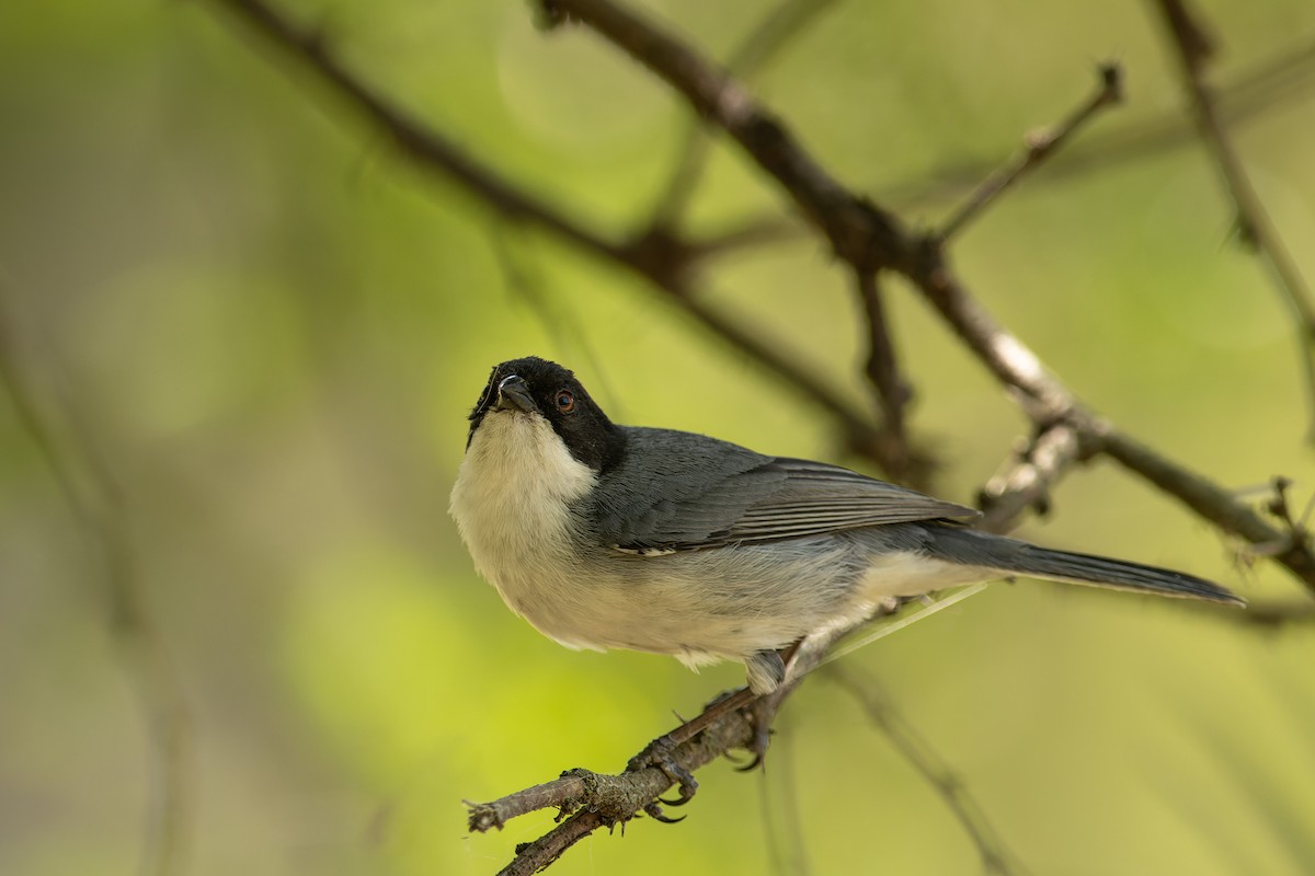 Black-capped Warbling Finch - ML644759479