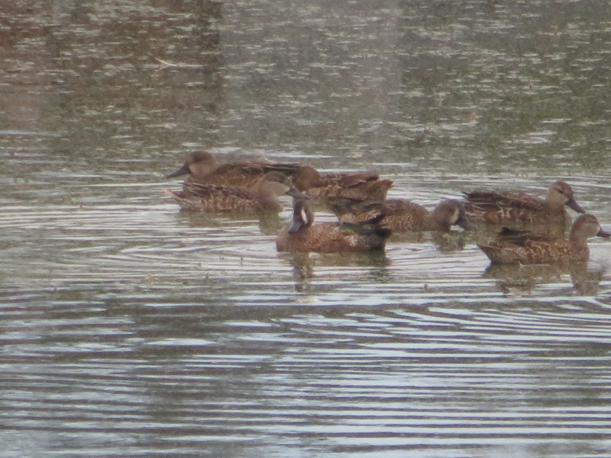 Marzaiola americana - ML644759480