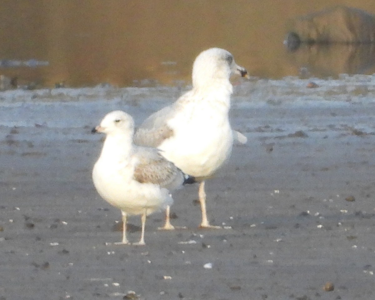 Gavina - ML644759481