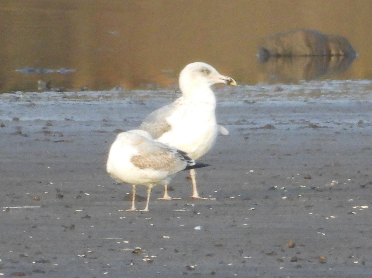 Gavina - ML644759482