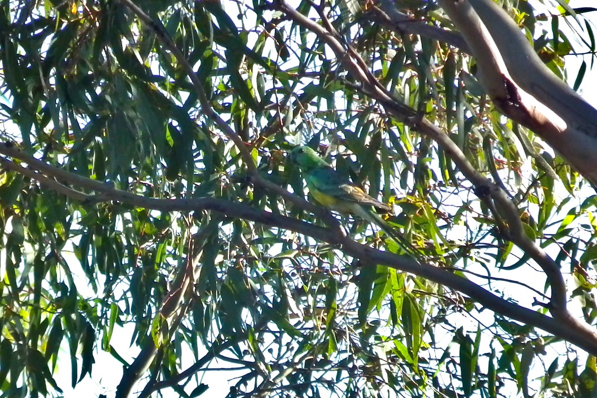 Red-rumped Parrot - ML644759483