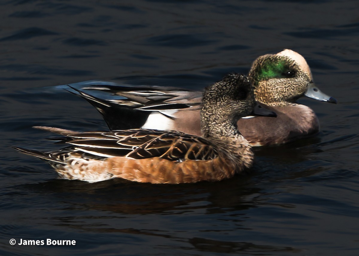 Fischione americano - ML644759484