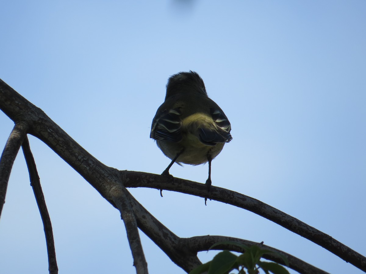 White-crested Elaenia - ML644759485