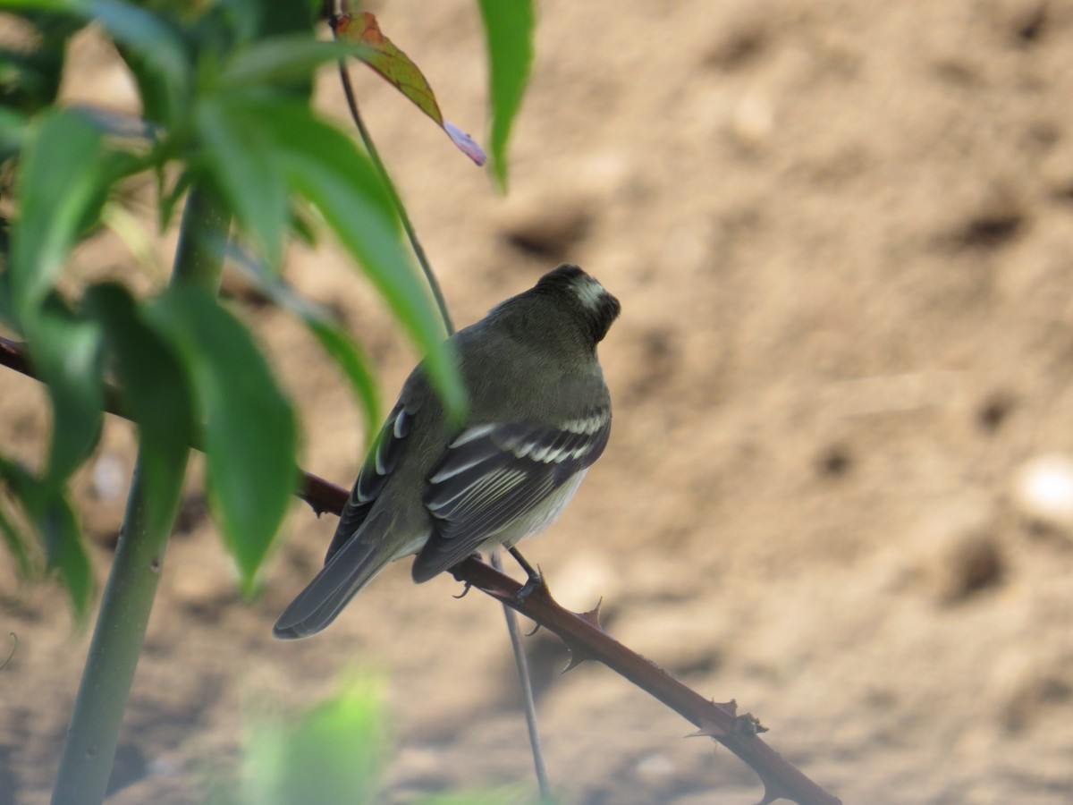 White-crested Elaenia - ML644759486