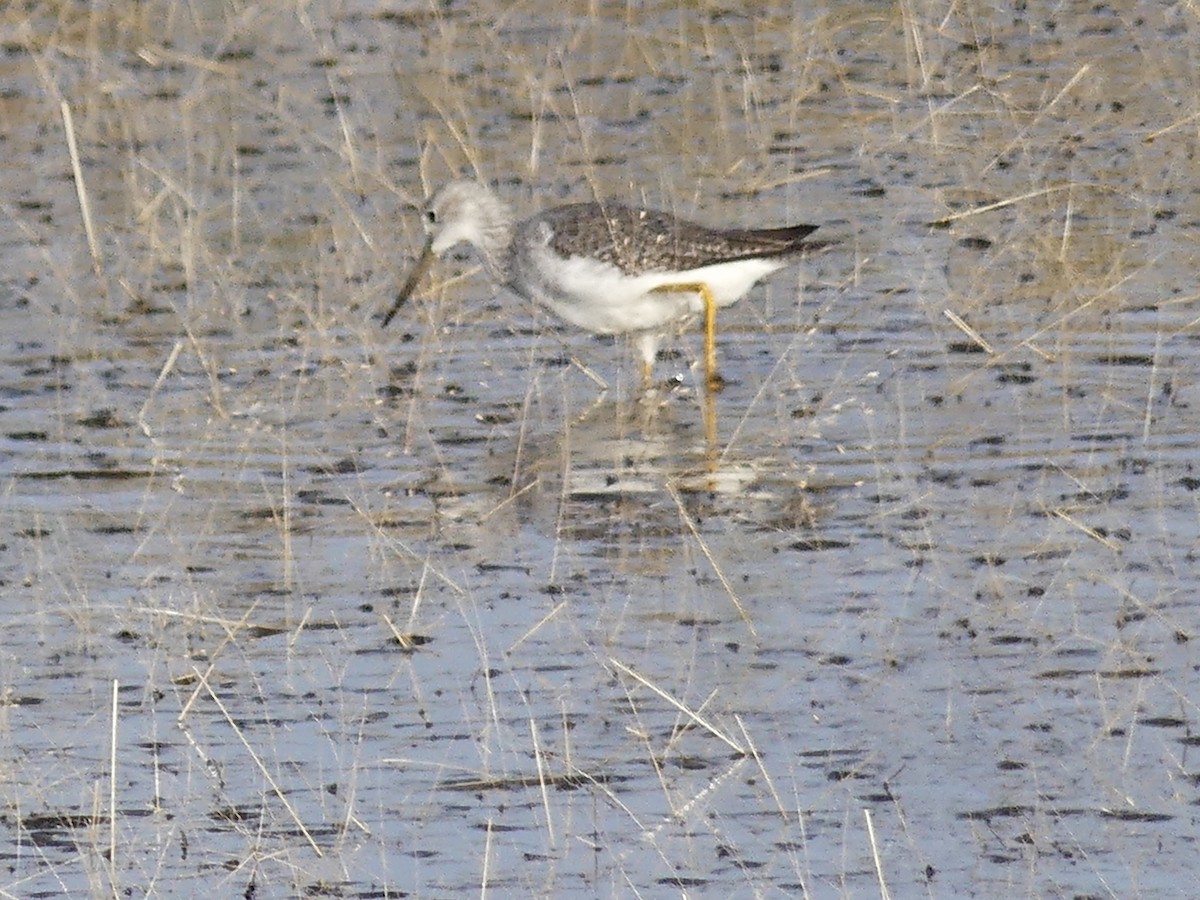 Greater Yellowlegs - ML644759488