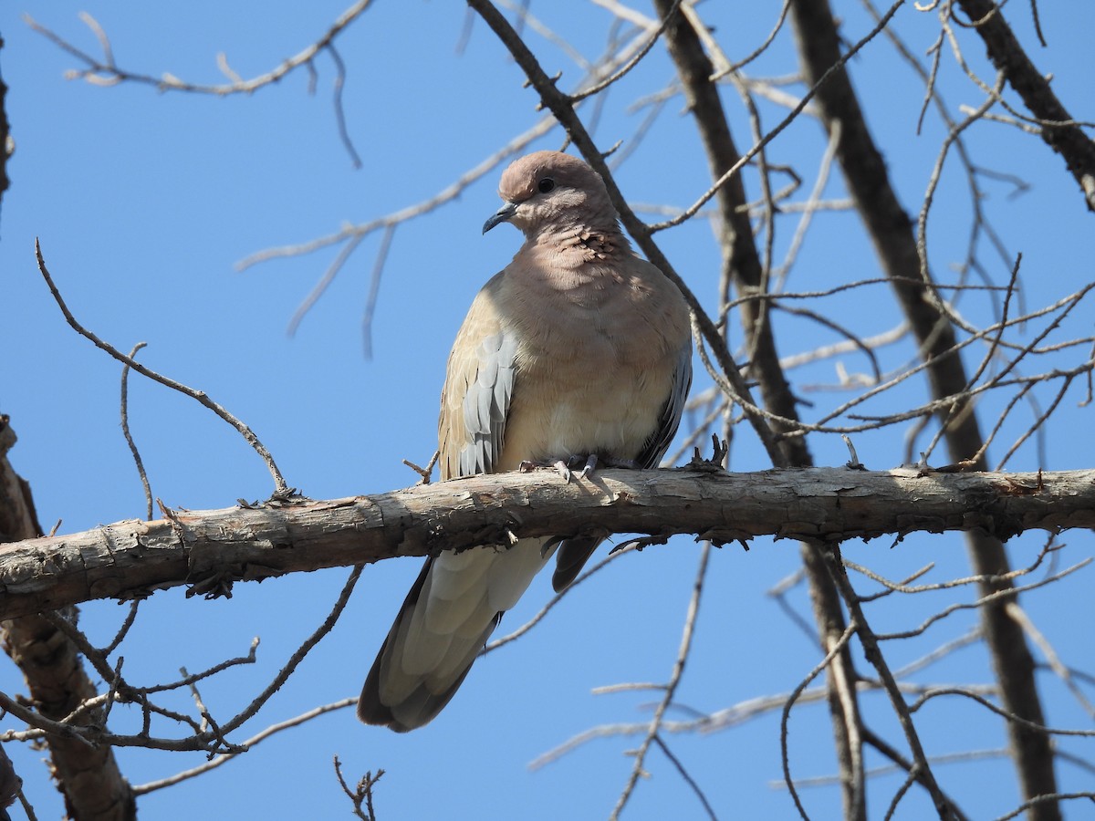 Laughing Dove - ML644759489