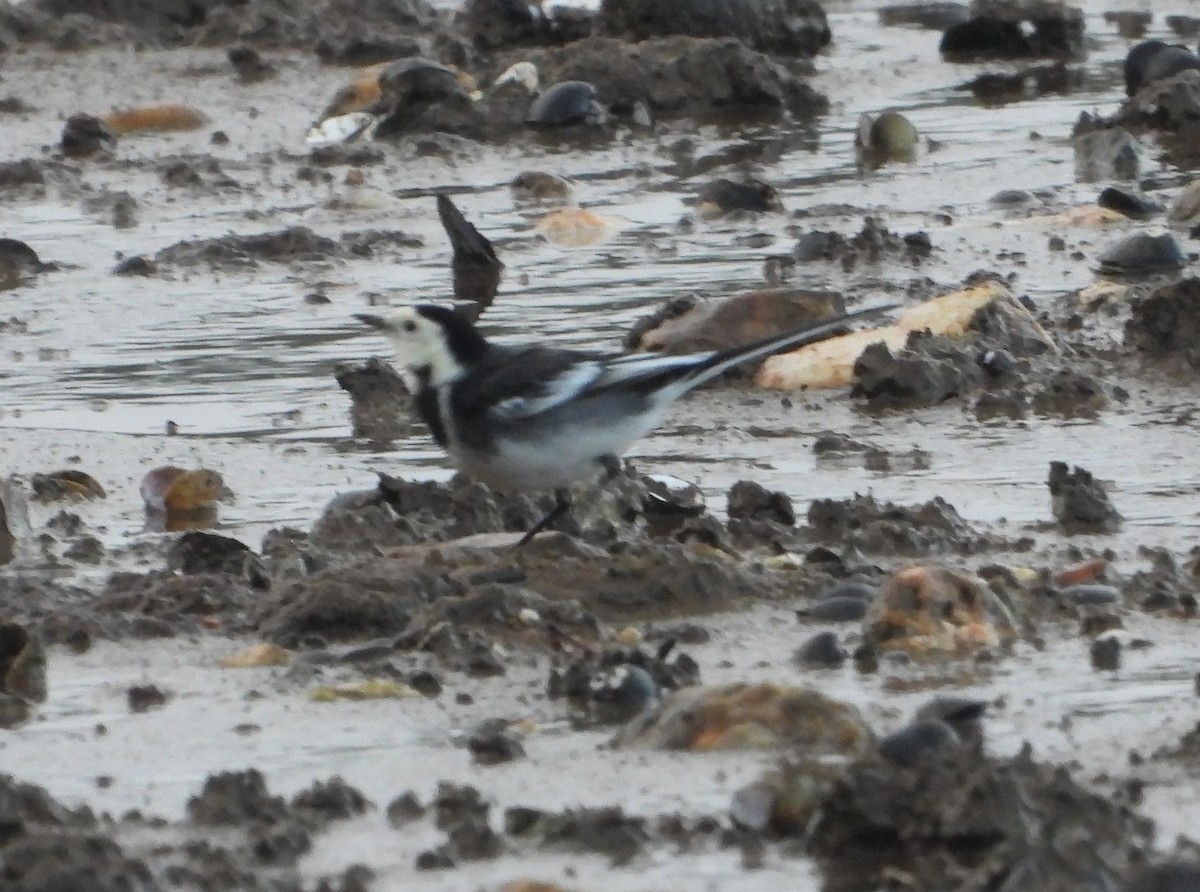 נחליאלי לבן - ML644759492