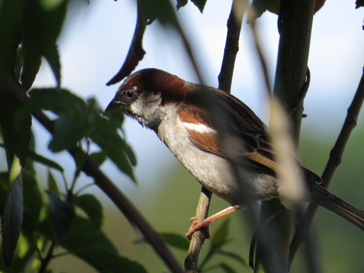 家麻雀 - ML644759503