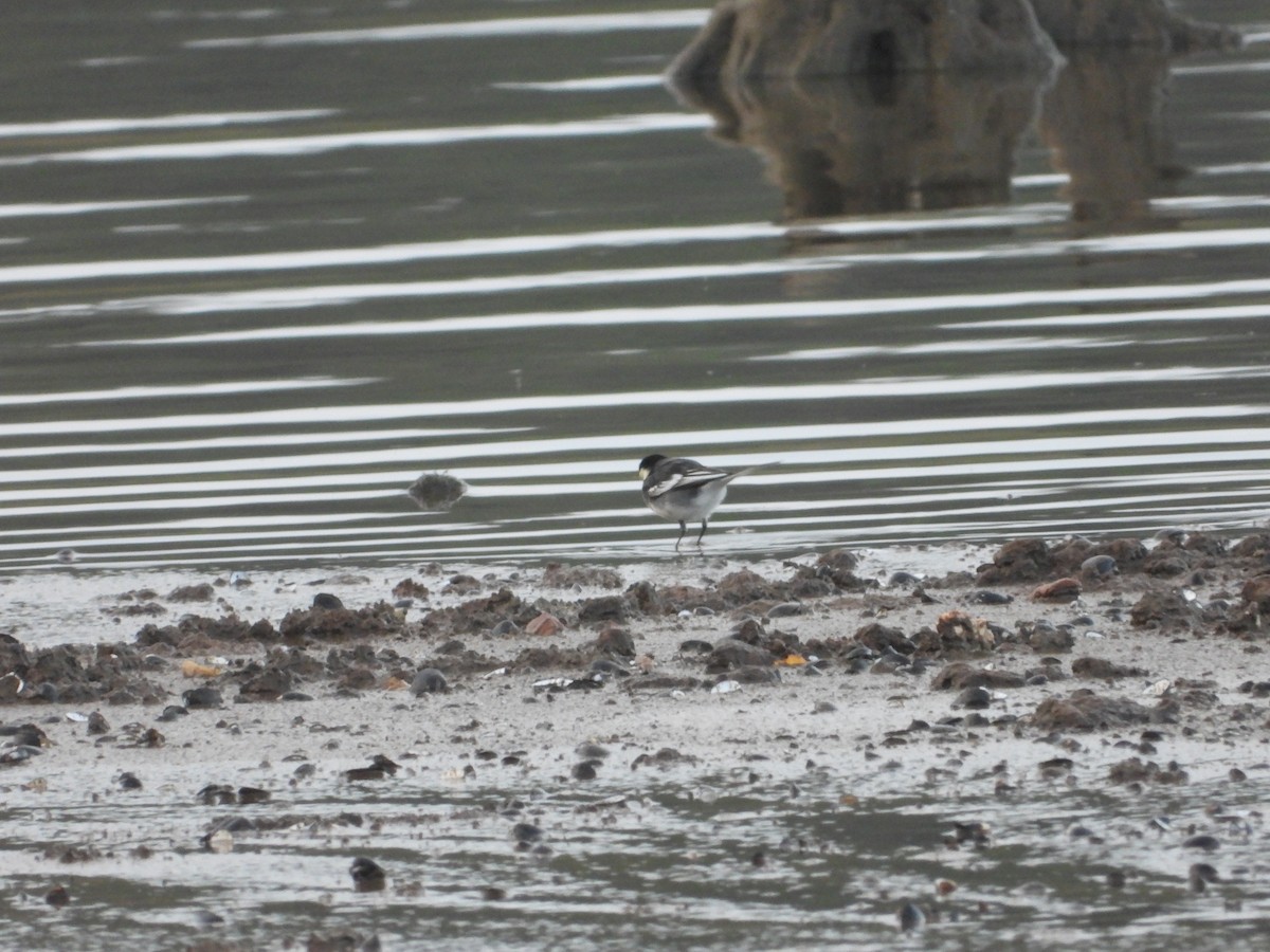 נחליאלי לבן - ML644759511