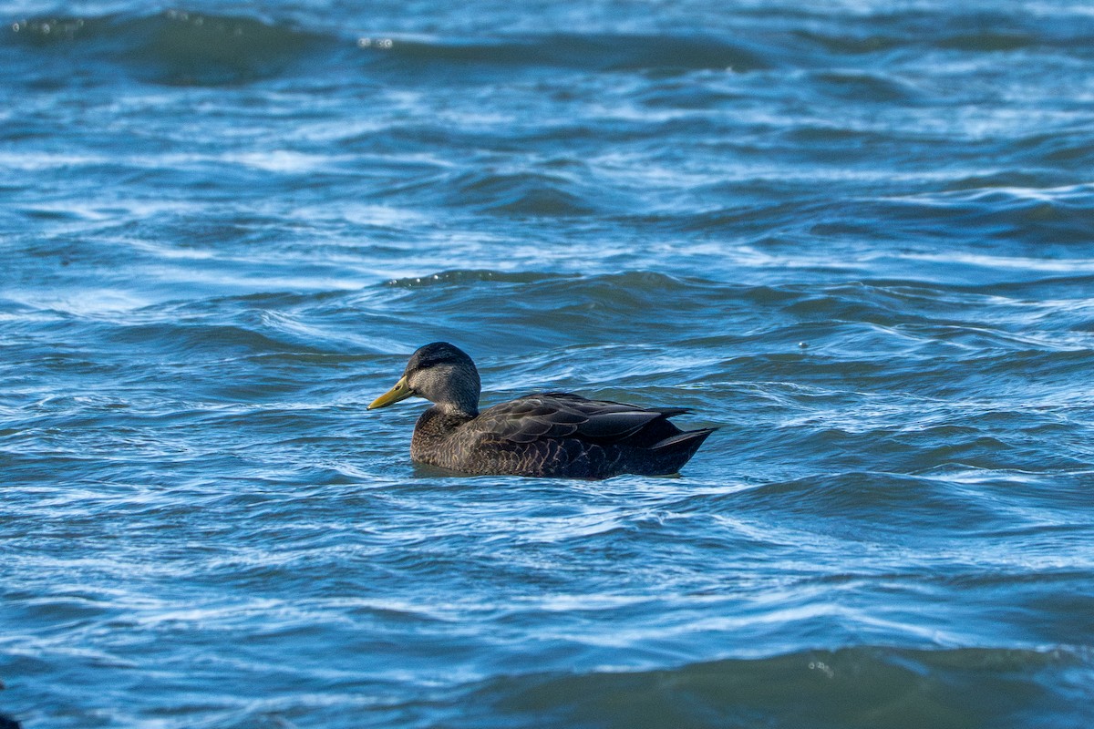 American Black Duck - ML644759512
