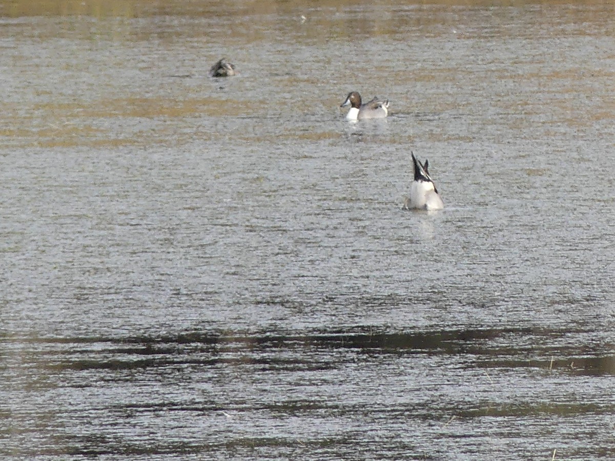 Northern Pintail - ML644759514