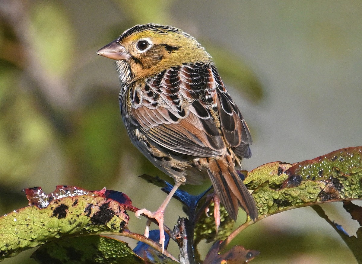 Henslow's Sparrow - ML644759536