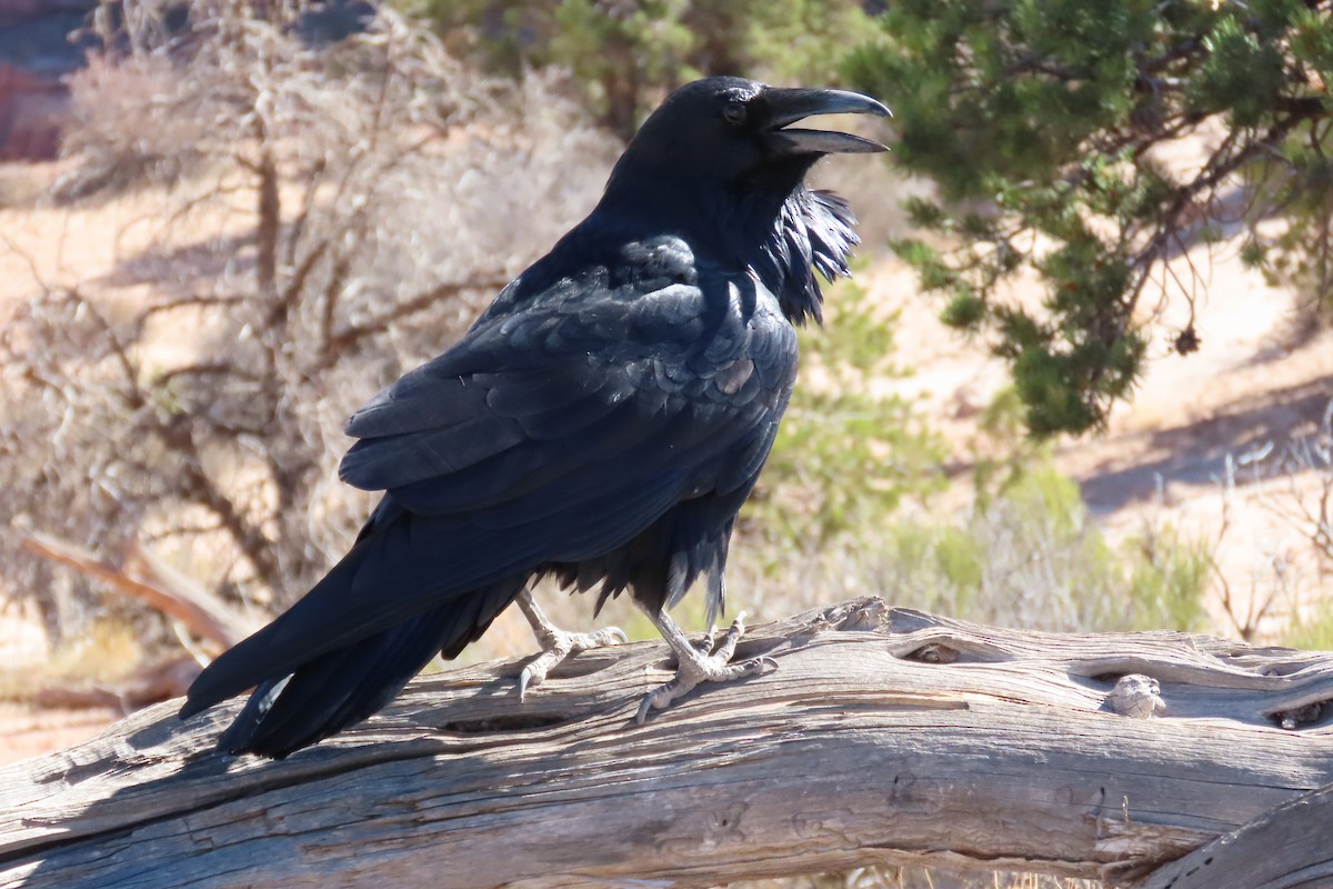 עורב שחור - ML644759542