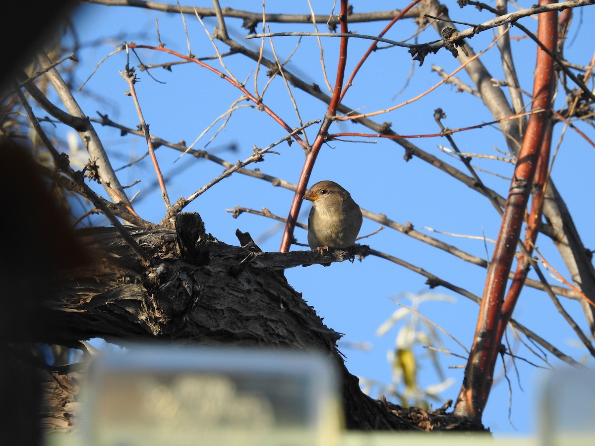 家麻雀 - ML644759545