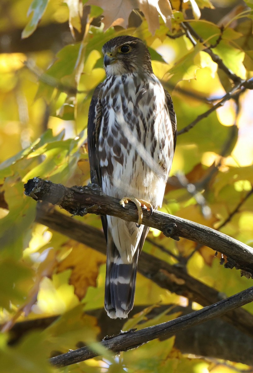 Merlin - ML644759557