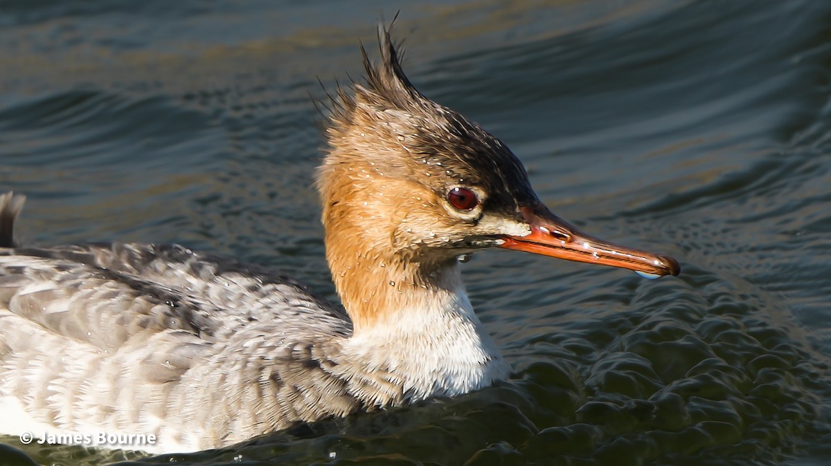 Mittelsäger - ML644759558