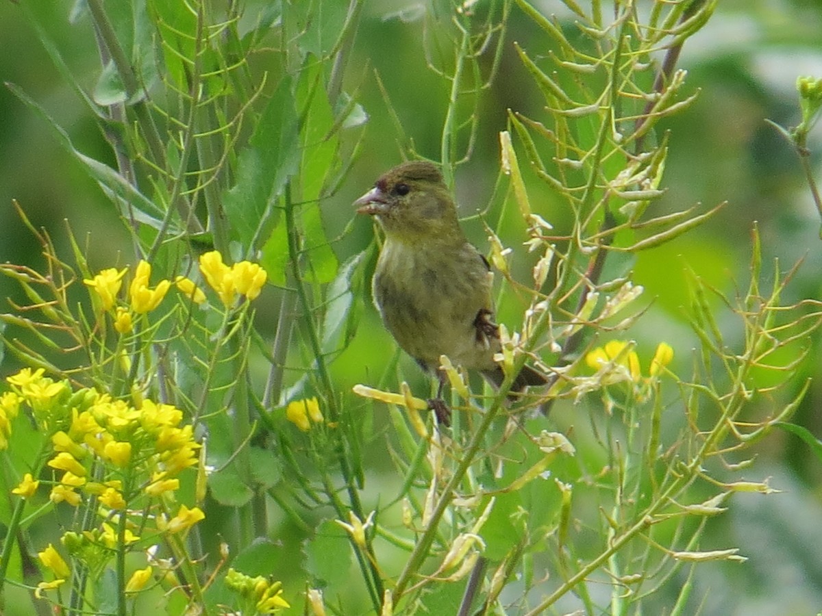 Bartzeisig - ML644759559