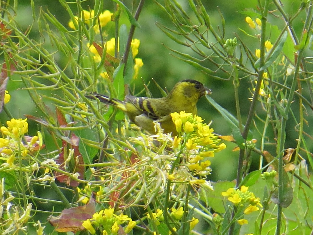 Bartzeisig - ML644759560