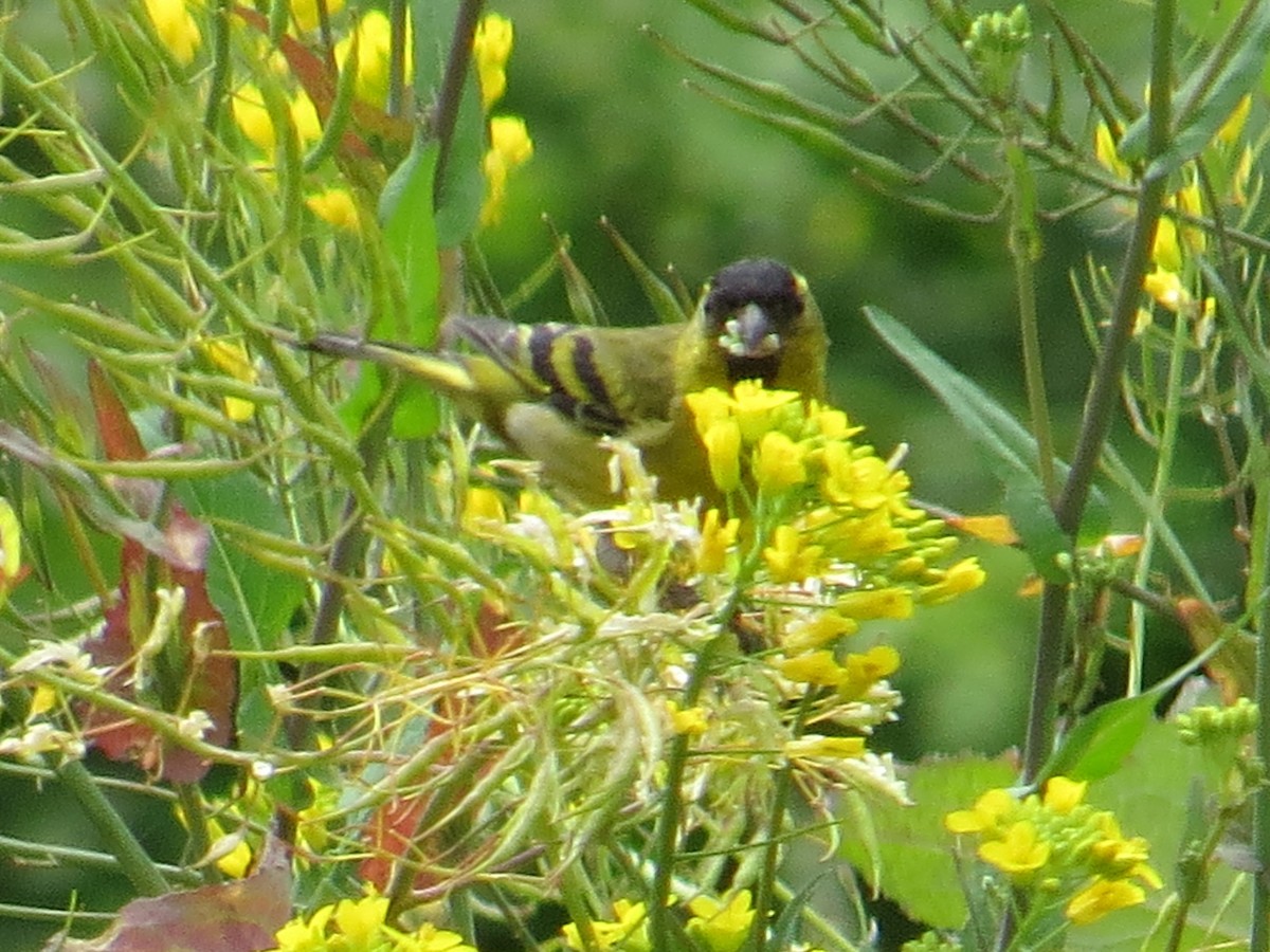 Bartzeisig - ML644759561