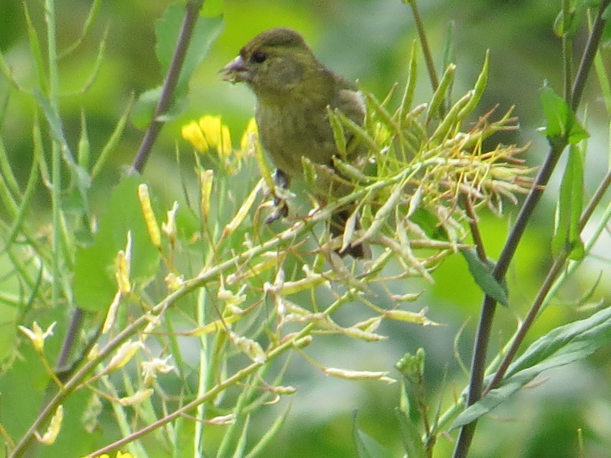 Bartzeisig - ML644759562