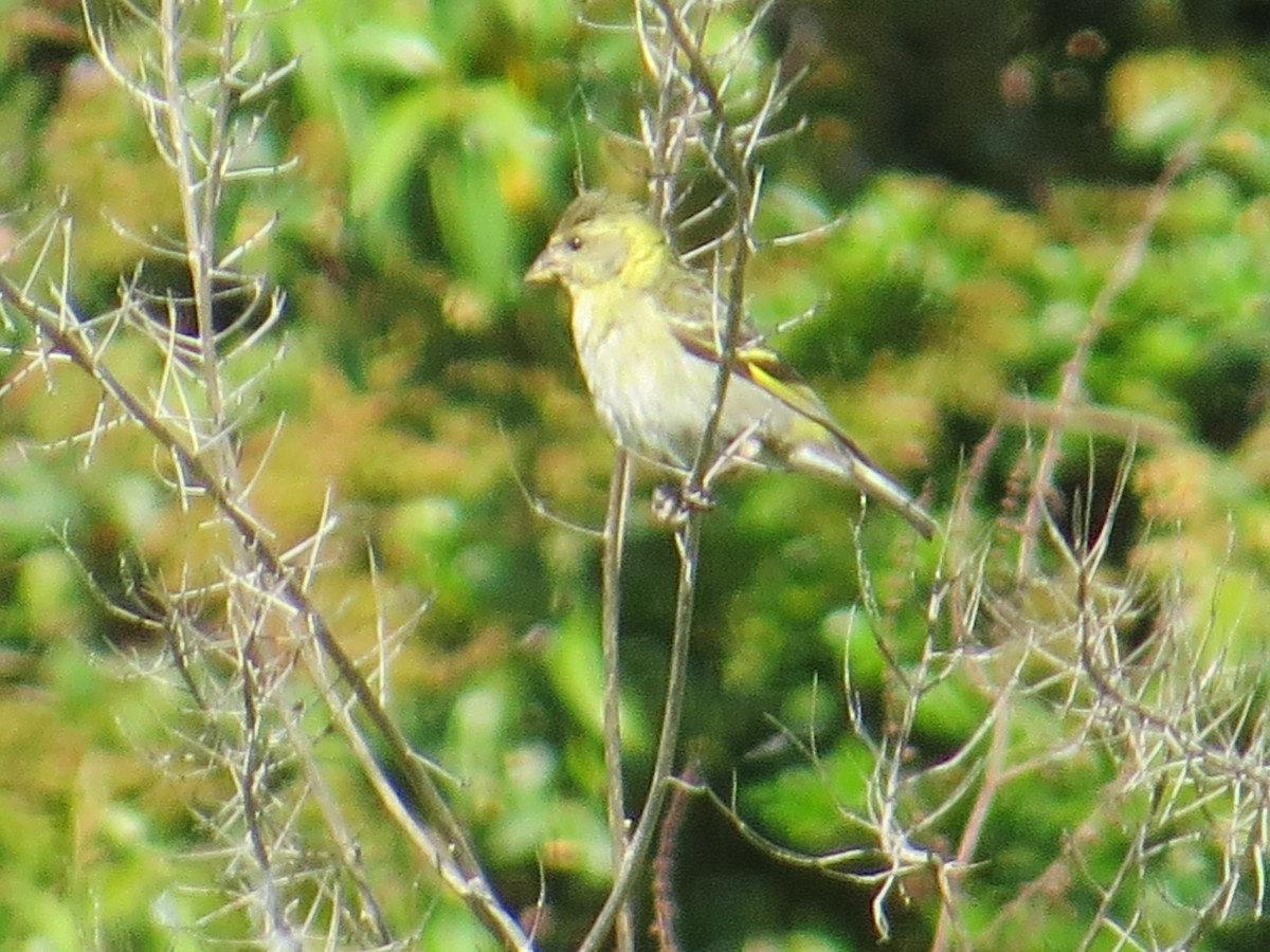 Bartzeisig - ML644759563