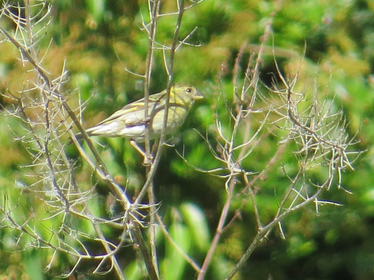 Bartzeisig - ML644759564