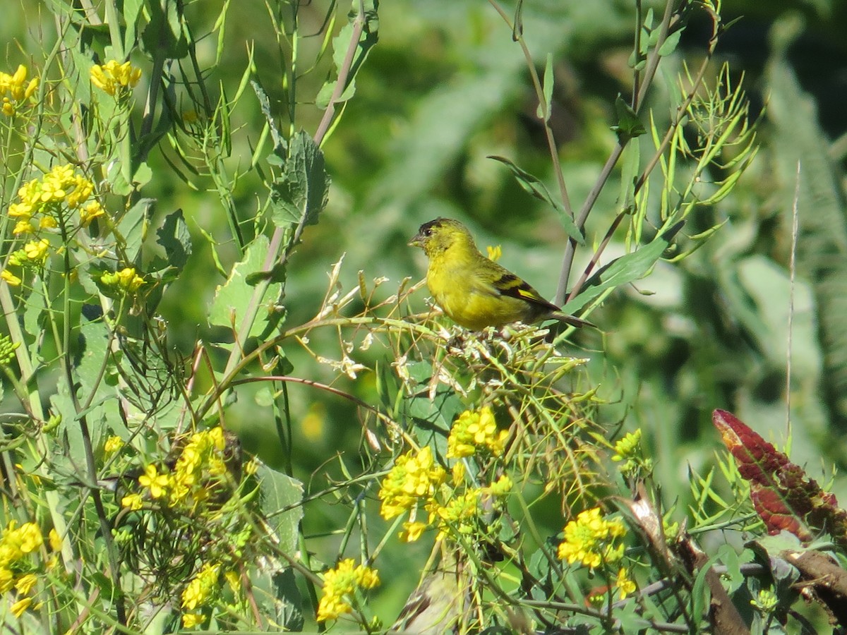 Bartzeisig - ML644759565