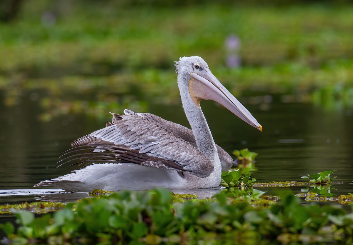 Rötelpelikan - ML644759566