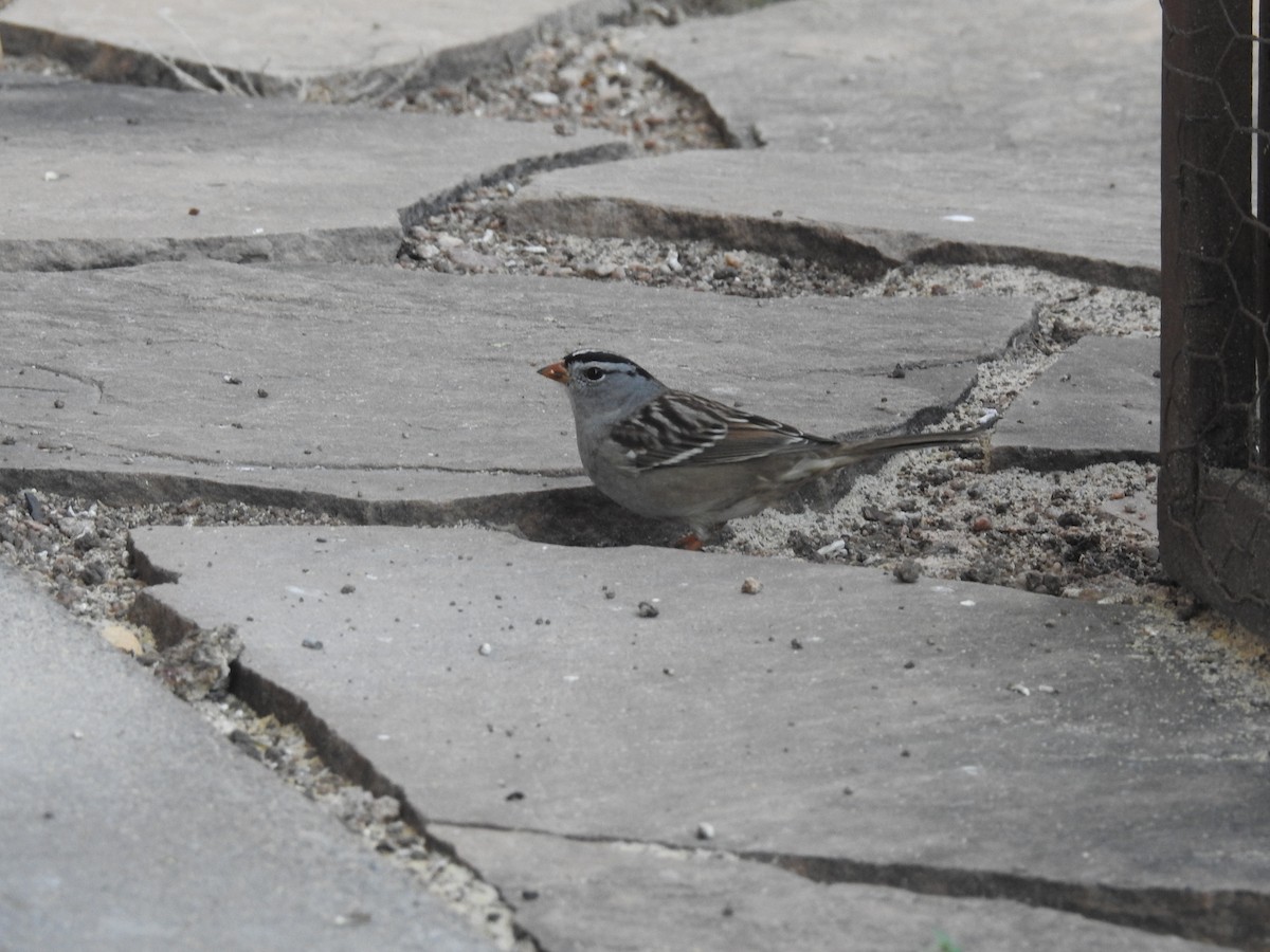 Dachsammer - ML644759567