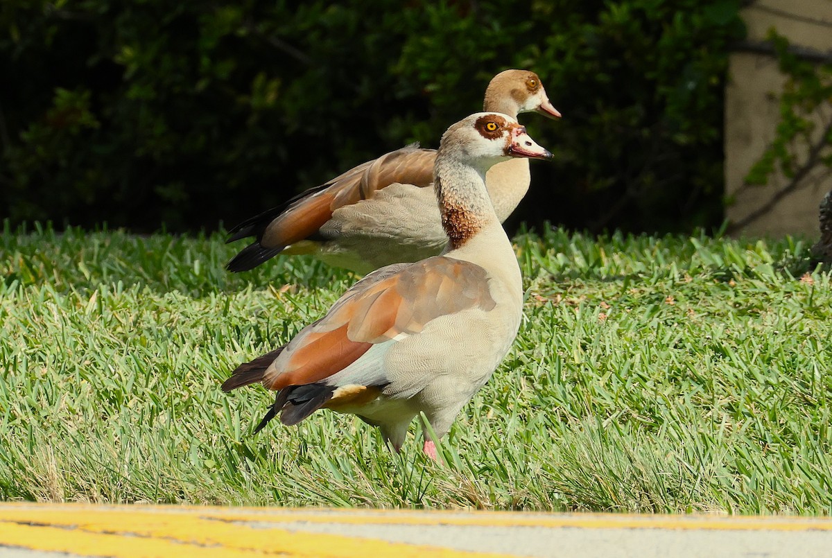 Nilgans - ML644759568