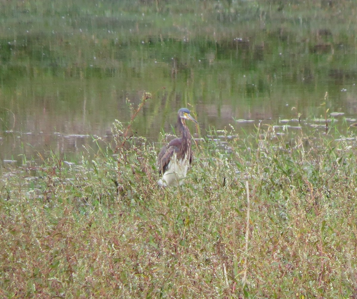 Dreifarbenreiher - ML644759569