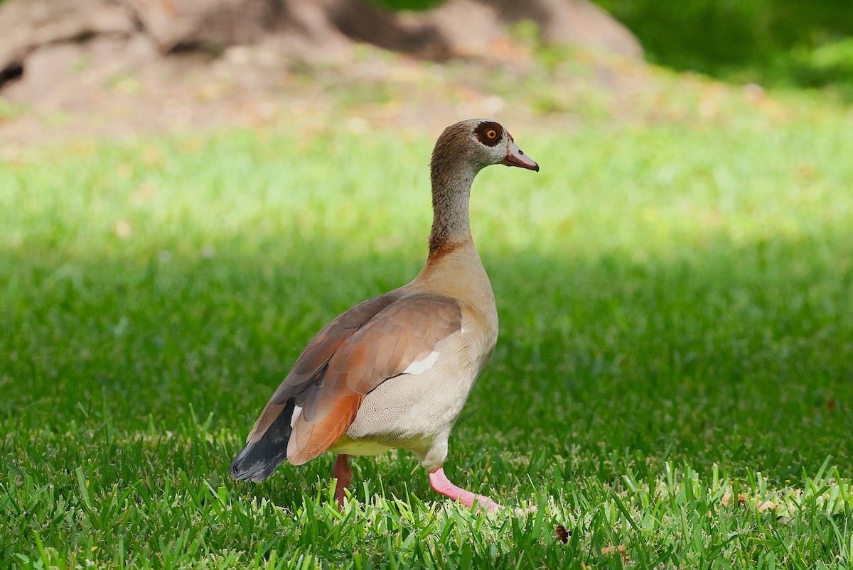 Nilgans - ML644759570