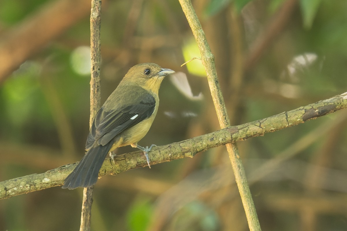 Schwarzgesichttangare - ML644759571