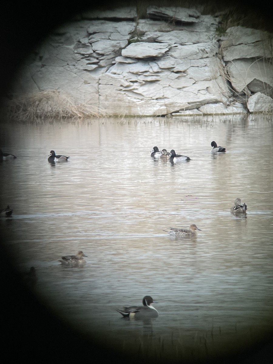 Ringschnabelente - ML644759572