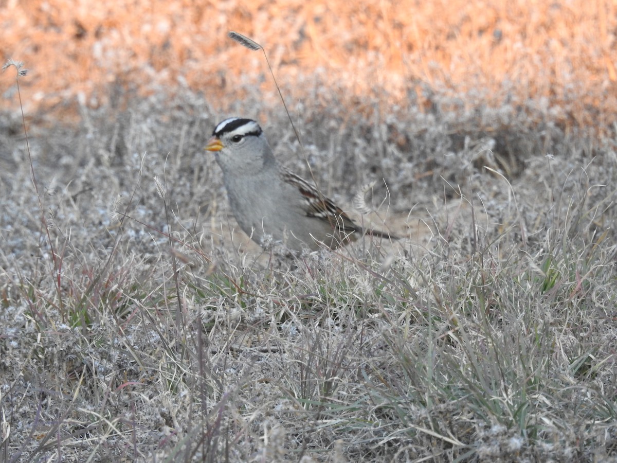 Dachsammer - ML644759573