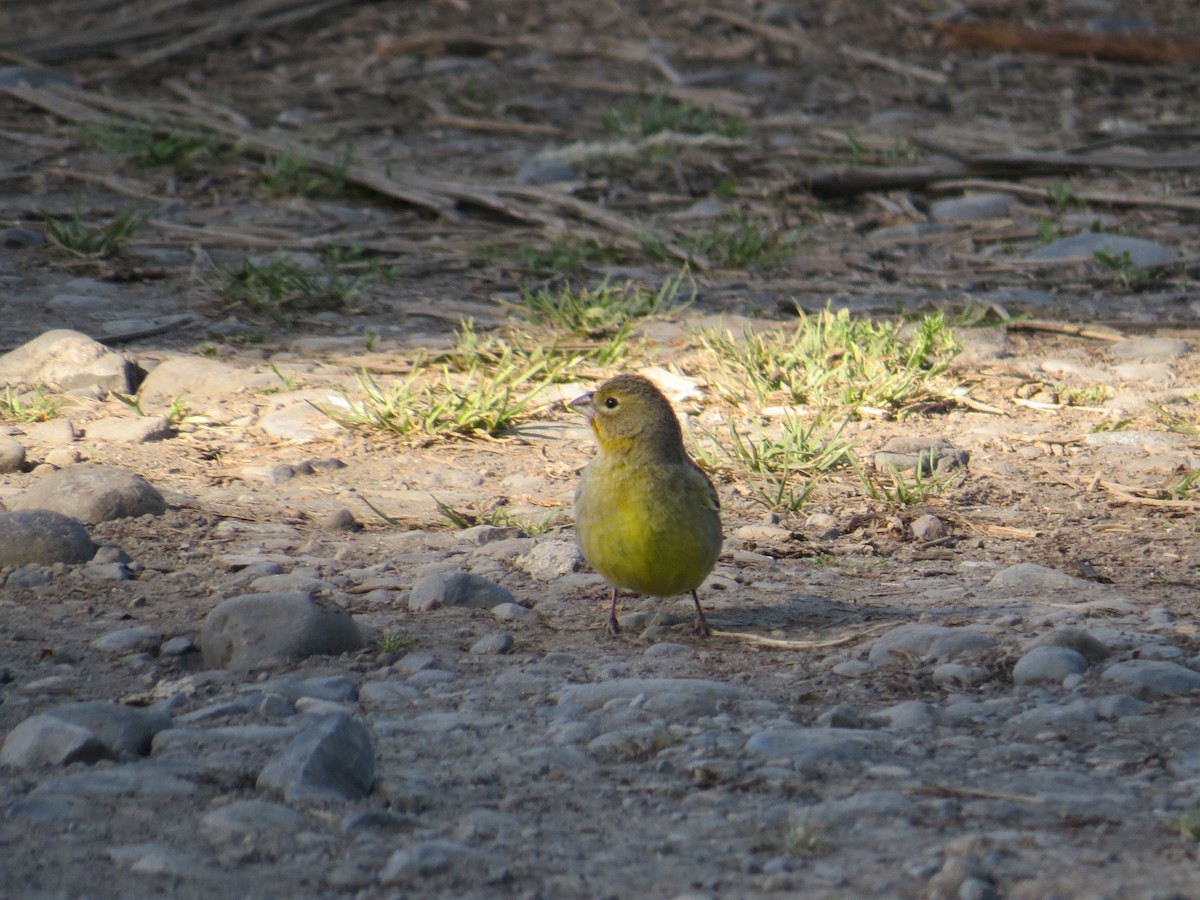 Kurzschnabel-Gilbtangare - ML644759574