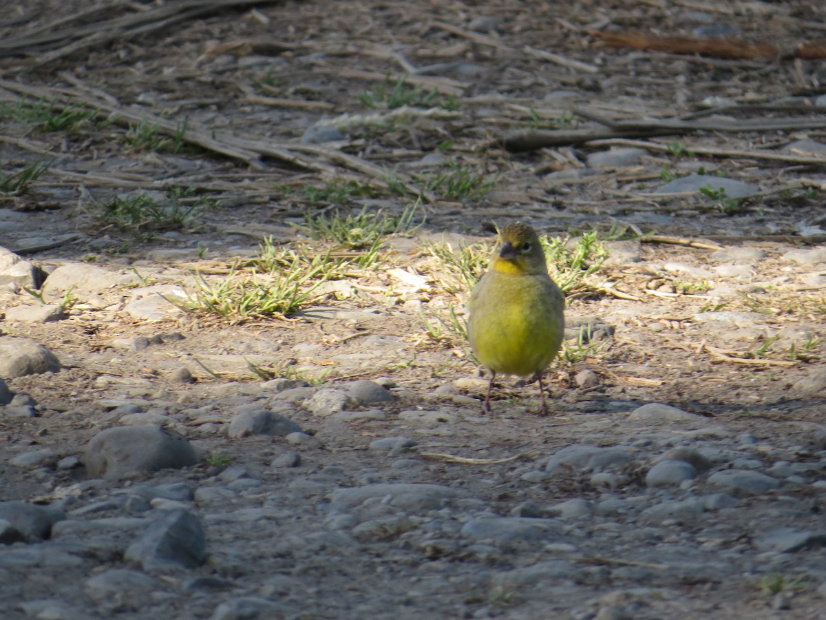 Kurzschnabel-Gilbtangare - ML644759575