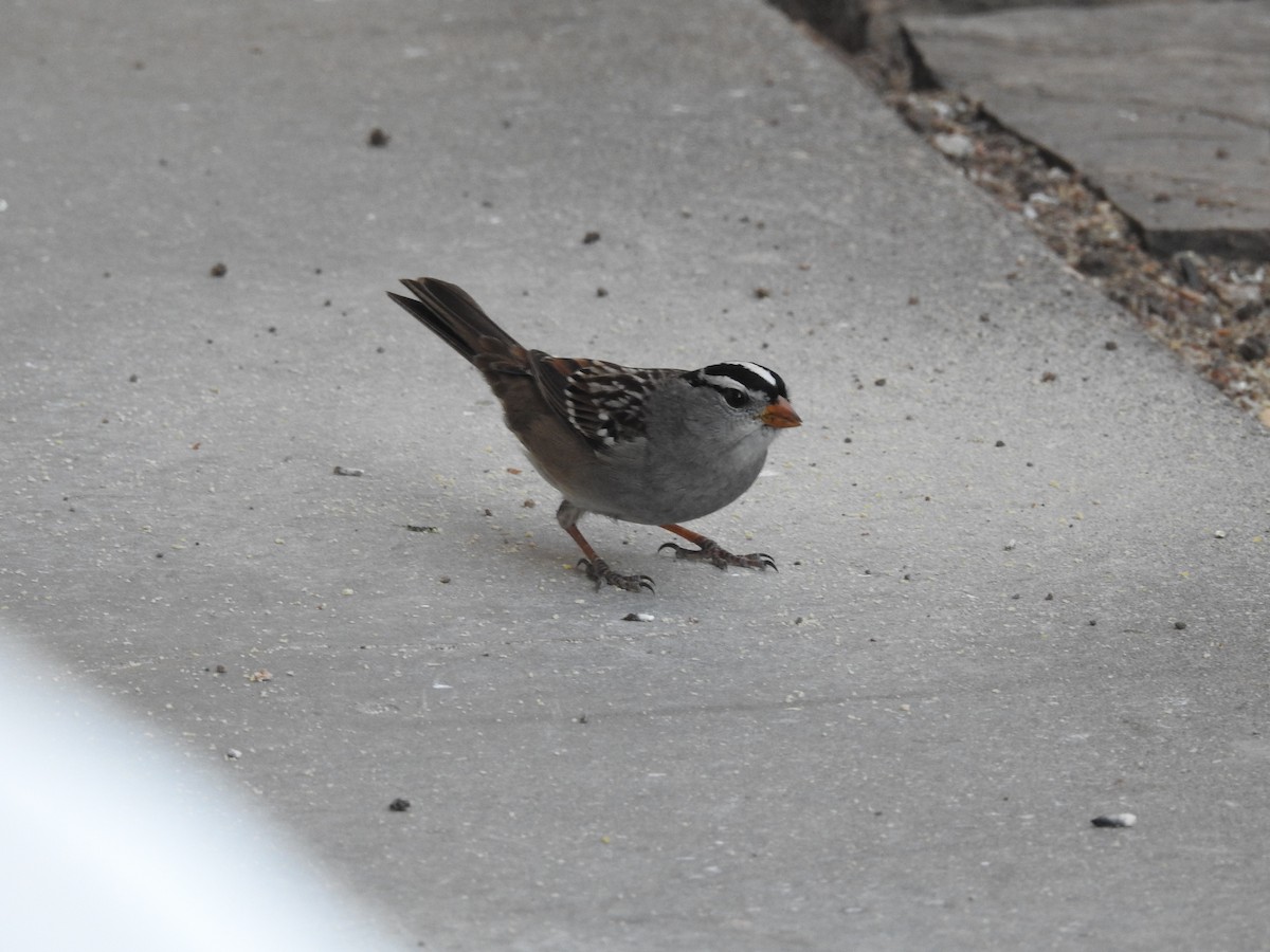 Dachsammer - ML644759576