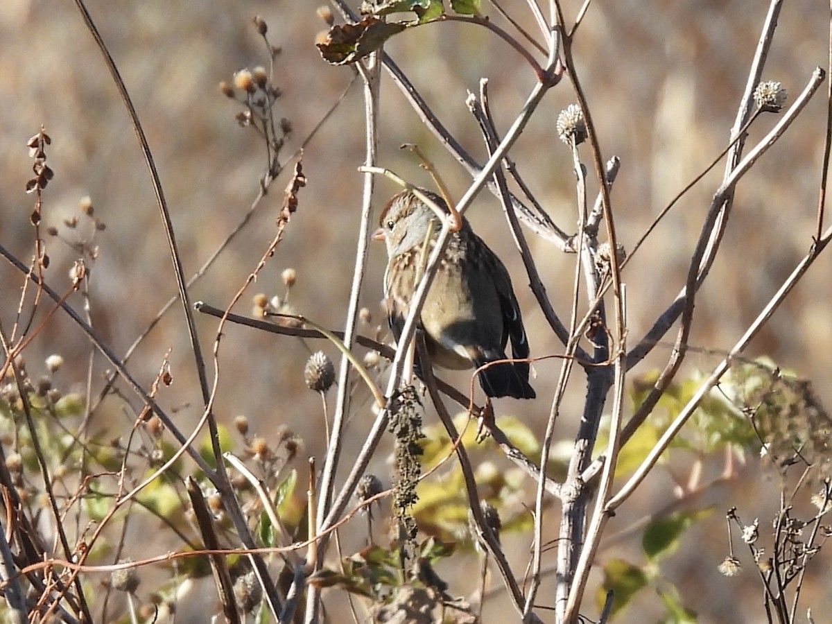 Dachsammer - ML644759577