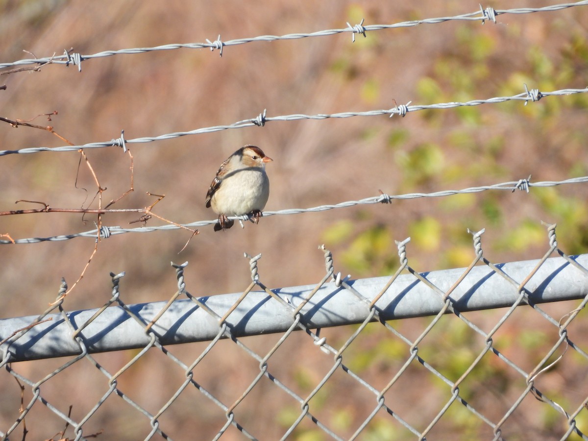 Dachsammer - ML644759578