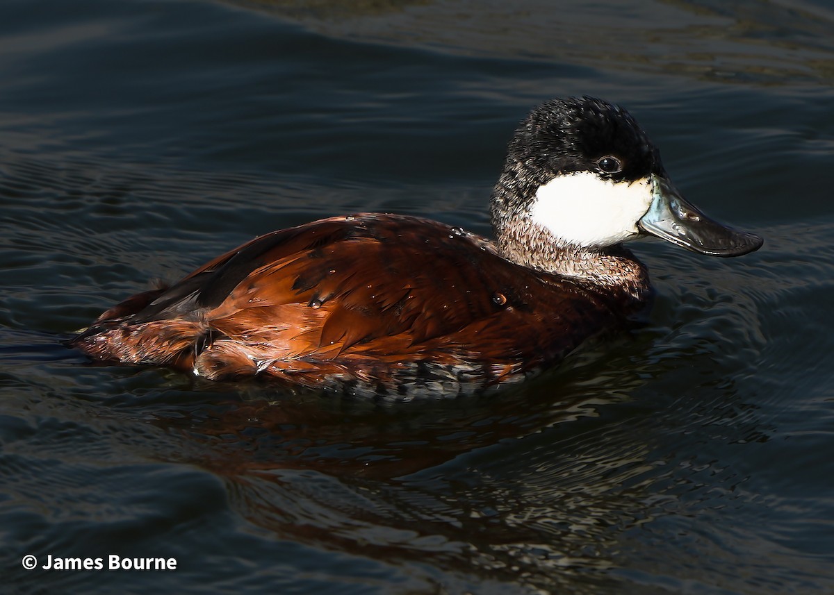 Schwarzkopf-Ruderente - ML644759579