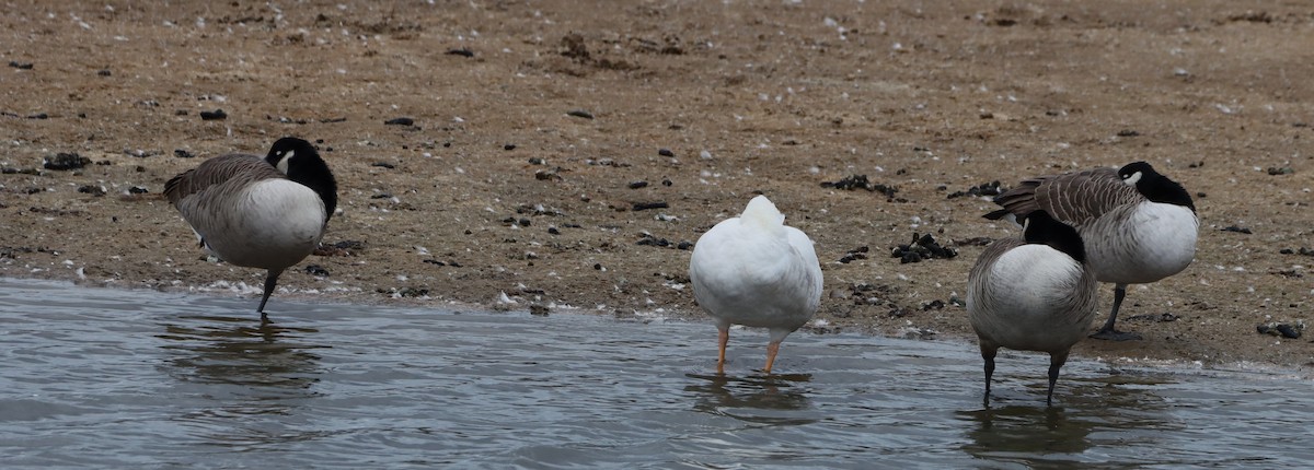 Kanadagans - ML644759581