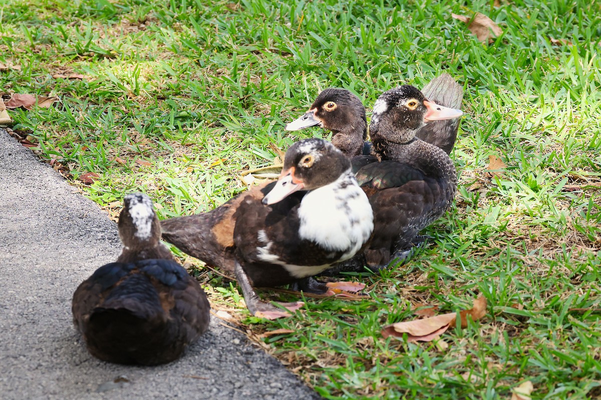 Moschusente (domestiziert) - ML644759582