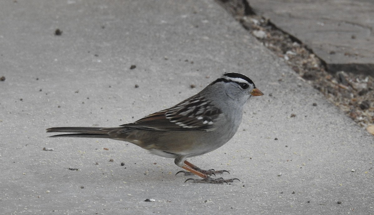 Dachsammer - ML644759583