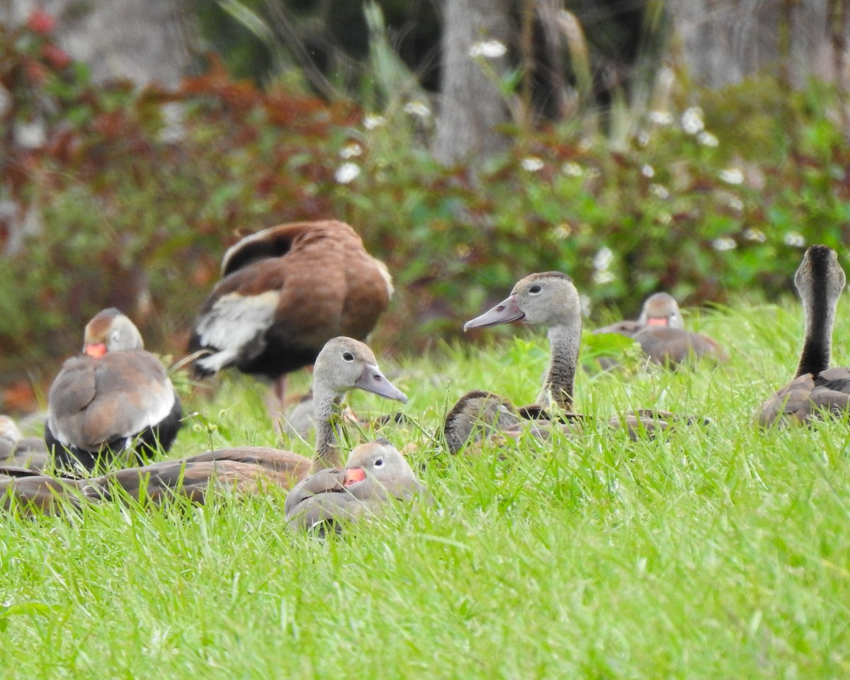 Rotschnabel-Pfeifgans - ML644759584