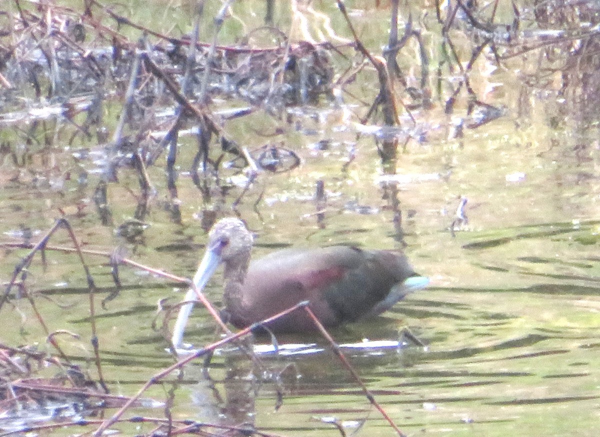 Sichler - ML644759587