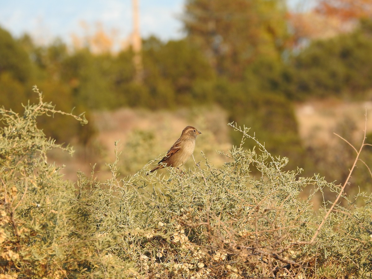 Haussperling - ML644759588