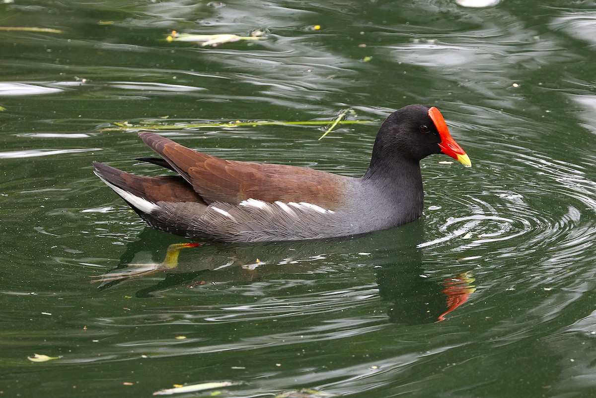 Amerikateichhuhn - ML644759590