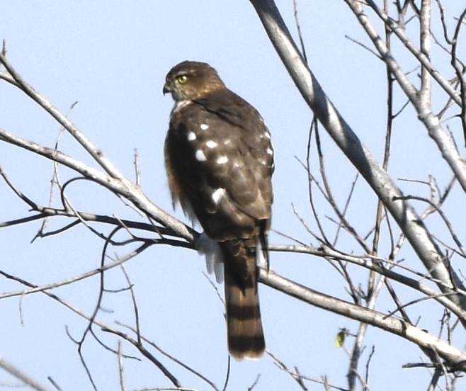 Eckschwanzsperber - ML644759594