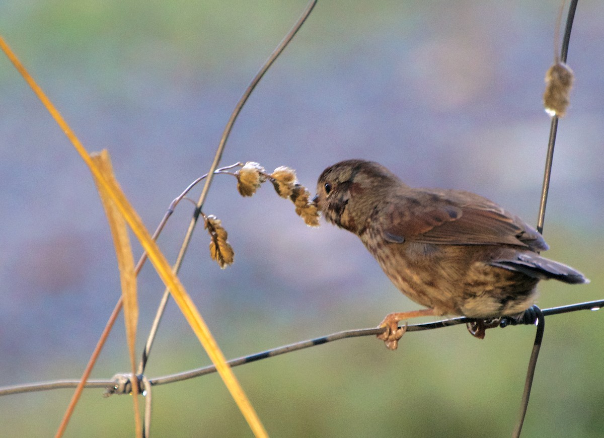 Song Sparrow - ML644759596
